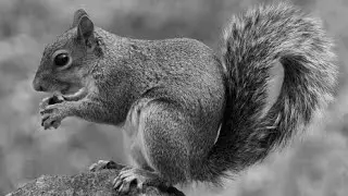 Squirrel version :All black raftarr full audio by squirrel .