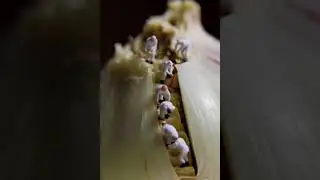 Tiny People, Giant Onion| AI-Generated Micro World Fantasy