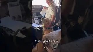 Puppy Hangs Out With Pilot On Board Plane