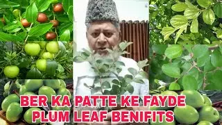 BER KE PATTA KE FAYDE JUJUBE LEAF BENEFITS KIDNEY MAHFUZ RAHANGE || UBED ULLA