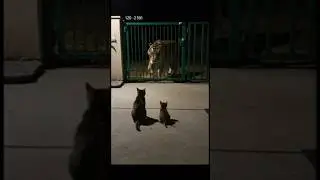Mother Cat's ULTIMATE DEFENSE: Tiger Intruder Meets Feline Fury on CCTV #CatHero #TigerDefense #CCTV