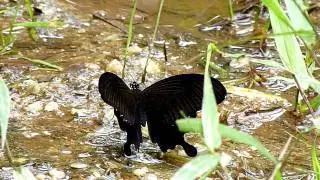 (Phuket) Papilio helenus helenus (M)
