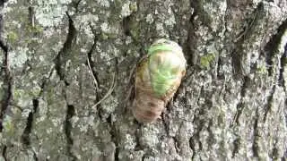 Cicada Molt