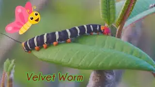 How velvet worm captures prey
