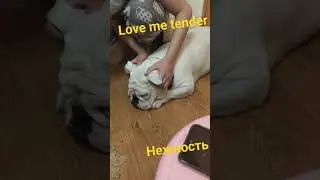 Love me tender / Нежность #bulldog #englishbulldog #нежность #собака #lovemetender
