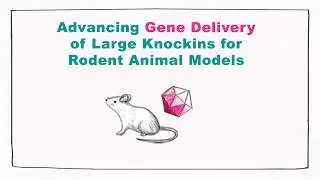 Advancing Gene Delivery of Large Knockins for Rodent Animal Models