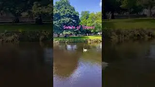 Swans on the River Dadt, Totnes, Devon #devon #totnes #swans