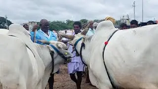 biggest bulls market-pebbair bulls market-oxen market-pebbair eddula santha-pebbair oxen prices-ox