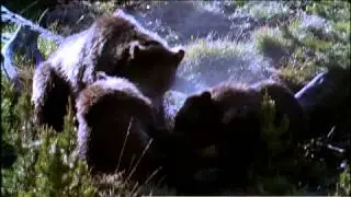 Yellowstone Wild / Yellowstone Forest: Predator's Paradise