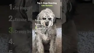 Top 5 Dogs Reacting Like Humans 😳🐕