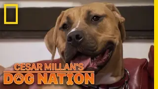 The Cutest Firehouse Pup in Chicago | Cesar Millan's Dog Nation