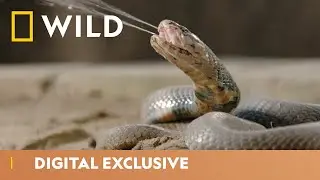 Surprise Snake Crashes a Wedding | Snakes in the City | National Geographic Wild UK