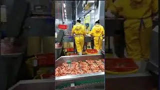 Cooked shrimp processing line #fishmachine #fishprocessing #seafood #shrimp #aquaculture #fish