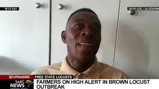 Free State farmers on high alert over brown locust outbreak in Northern Cape