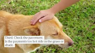 Dog Bike Training: 3 Critical Safety tips