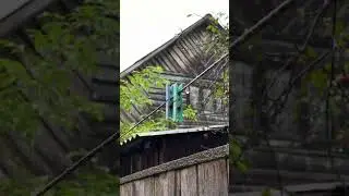 Rainy day in village #nature #rain #village #simple #autumn