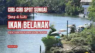 Ciri ciri sungai yang di huni ikan belanak @cikgufishing