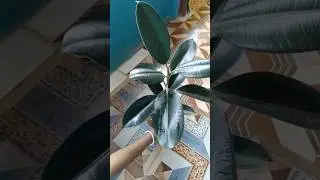 || Rubber Plant || Best Indoor Plant #minigarden #shortvideo #indoorplant #rubberplants #viralvideo