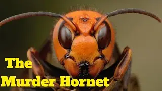 Asian Murder Hornet