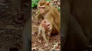 Lovely baby monkey #animals #babyanimal #babymonkey #cute #monkey #shorts