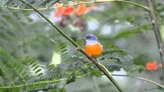 orange-bellied flowerpecker (Dicaeum trigonostigma)male /b