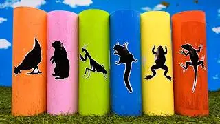 Pets: Chick, Sugar Glider, Mantis, Pacman Frog, Monitor Lizard, Guineapig
