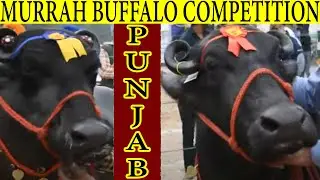 Winners of Murrah Buffalo Competition Fatehgarh Sahib Punjab, India