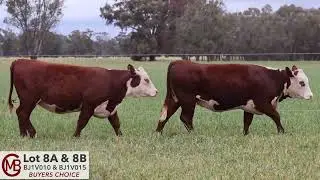 Lot 8A & 8B Buyers Choice Mawarra B First Edition Sale 2025
