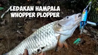strike hampala lure whopper plopper,