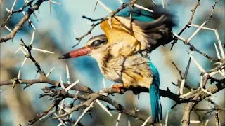 Birds, Birds and Birds!