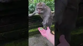 Что нравятся обезьянкам?  #fpvlife #bali #monkeyforest