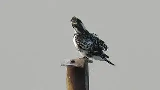 Pied Kingfisher by Canon SX60 HS long and full zoom test