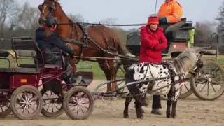 Dotty & Lisi Fahrlehrgang Shettreiter/Shettyfahrer