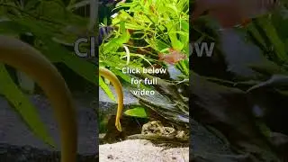 aqaurium relaxation video calming water. #peace #relax #relaxingsound #nature #calm #relaxing #fish
