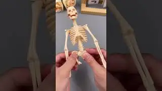 skeleton toys use for bio chemistry student and hospital. And knowledgeable product on your child