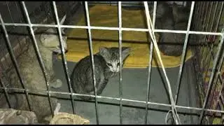 Cat is very cute, lovely is animals.#cat #kitten #puppy #dog #monkey #rabbit #shorts #seal #pets