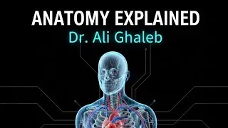 Pectoral region, Breasts, Lymph drainage and Blood supply شرح محاضرة 