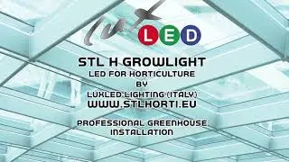 STL H Growlight, LED lamp for tomato cultivation greenhouse.
