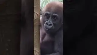 WAIT&hellip; He Didn&rsquo;t Want to Leave 😳🦍 | Baby Gorilla&rsquo;s Emotional Zoo Moment