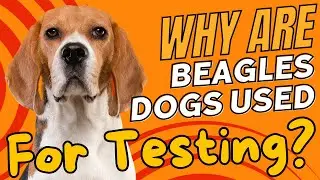 Why Are Beagle Dogs Used For Testing?🐶🔬