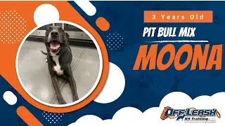 3 year old Pit Mix - Moona | Best Pitbull Training | Off Leash K9 |Board & Train | Arkansas