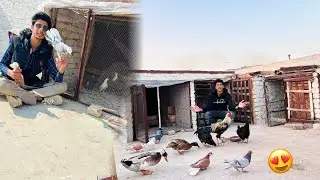 Pigeon Cages Me Breeding Box Lag Gaye 😍Ducks Eggs Ko Incubate ￼Kere Gi ? 