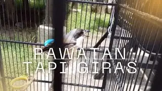 Dapat dari ombyokan sudah ada gelang tapi giras total