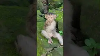 Beautiful lovely cutie  monkey 🐒 happy playing swimming fruit friendly ❤️ #shorts #viral #cute
