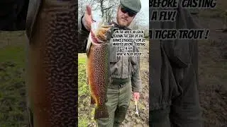 TIGER TROUT !!! #fishingisacontactsport #fishing #tigertrout
