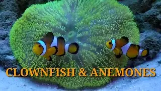 PELIHARA IKAN NEMO . . HARUS ADA ANEMON?? 🤔🤔🤔