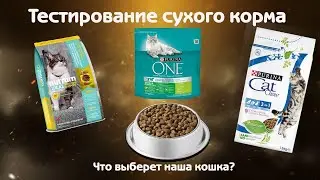 Что выберет наша кошка: Purina VS Nutram