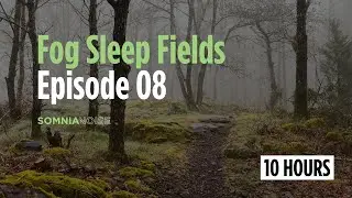 Fog Sleep Fields &ndash; Ep 08 | Deep Ambient Layers, Distant Drums & Forest Atmosphere (10 Hours)