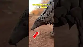 The Only Mammal With Scales: The Pangolin🐾