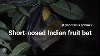 Short-nosed Indian fruit bat (Cynopterus sphinx)